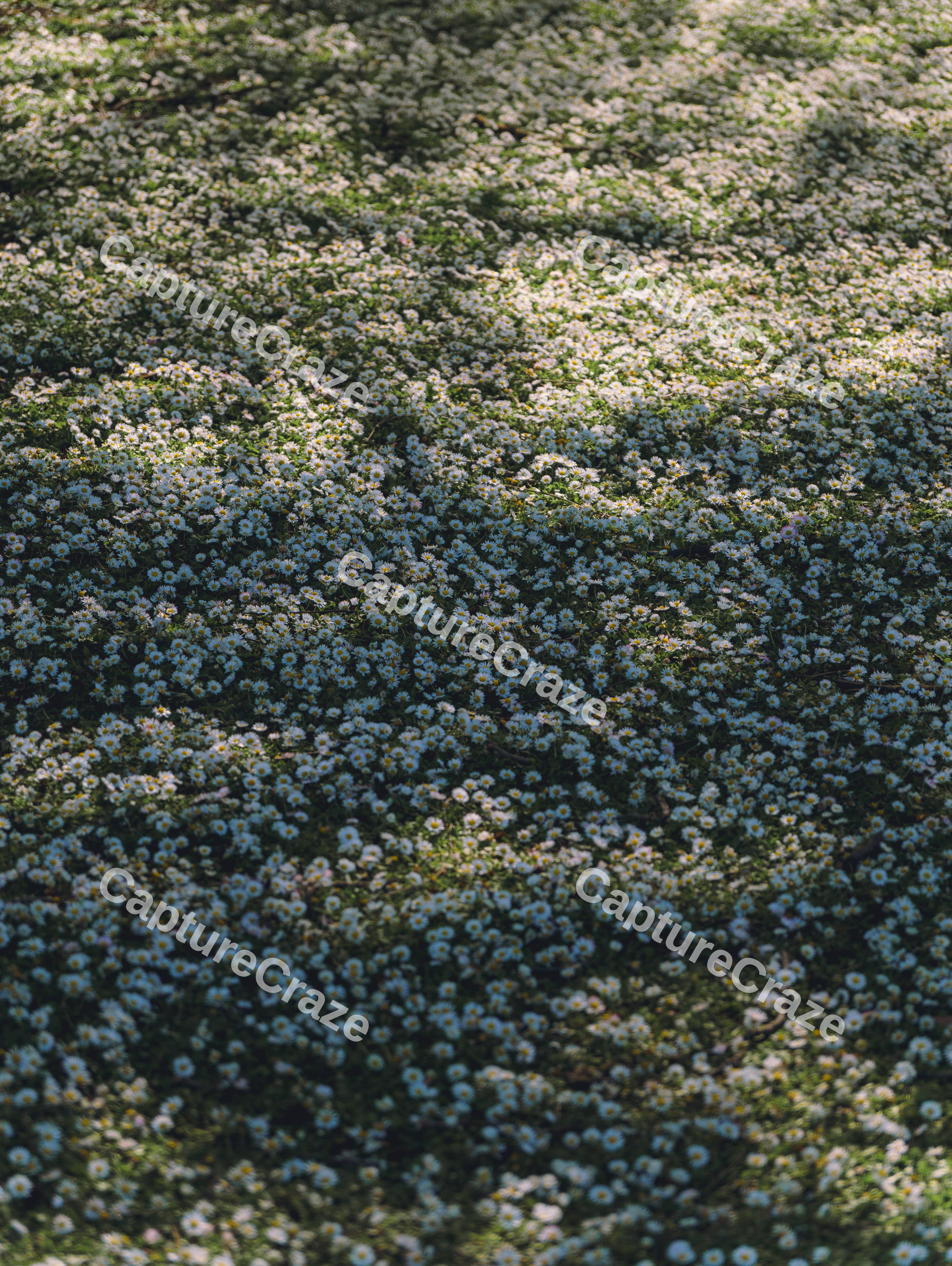 Grass Full Of Daisy